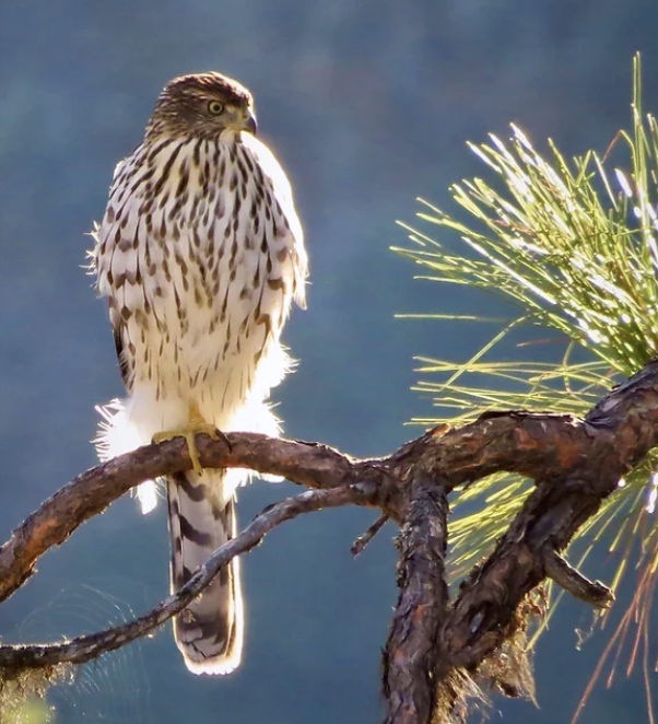 Trinity County trail